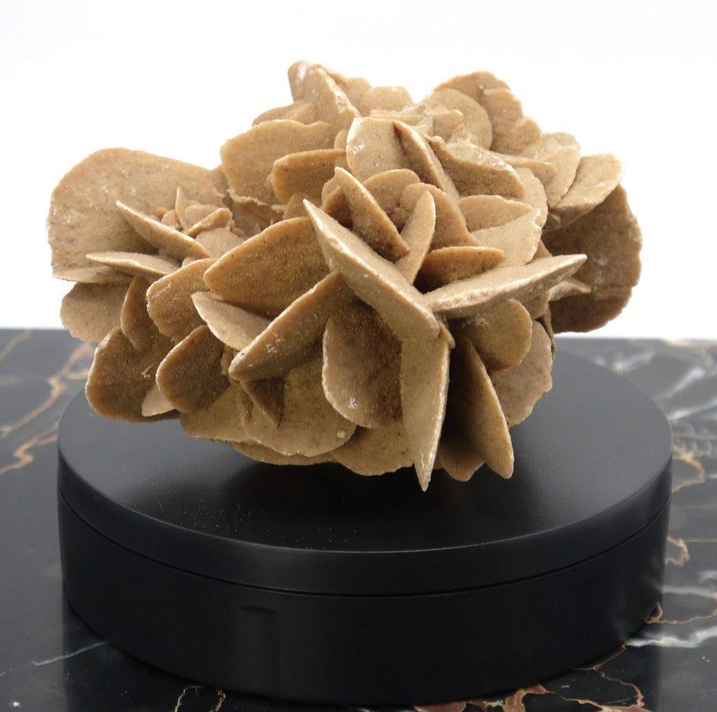 Algerian Desert Rose - Period: 1970