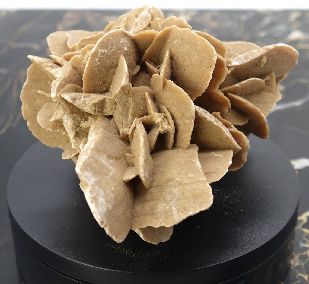 Algerian Desert Rose - Period: 1970