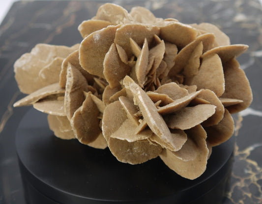 Algerian Desert Rose - Period: 1970