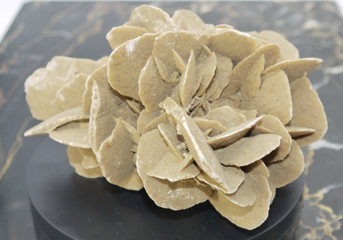 Algerian Desert Rose - Period: 1970