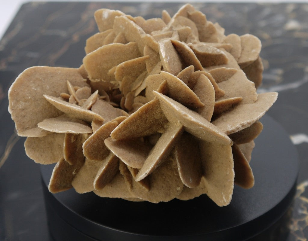 Algerian Desert Rose - Period: 1970