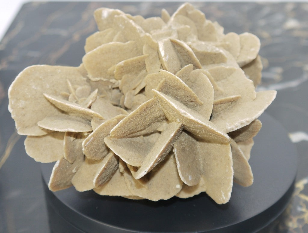 Algerian Desert Rose - Period: 1970