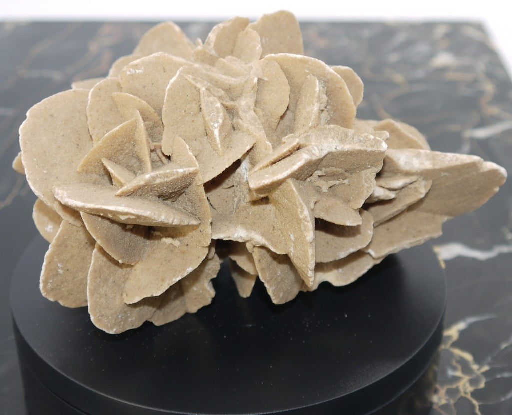 Algerian Desert Rose - Period: 1970