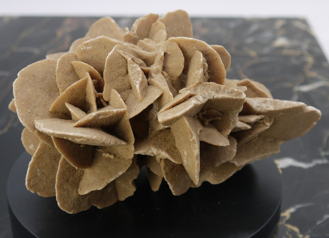 Algerian Desert Rose - Period: 1970