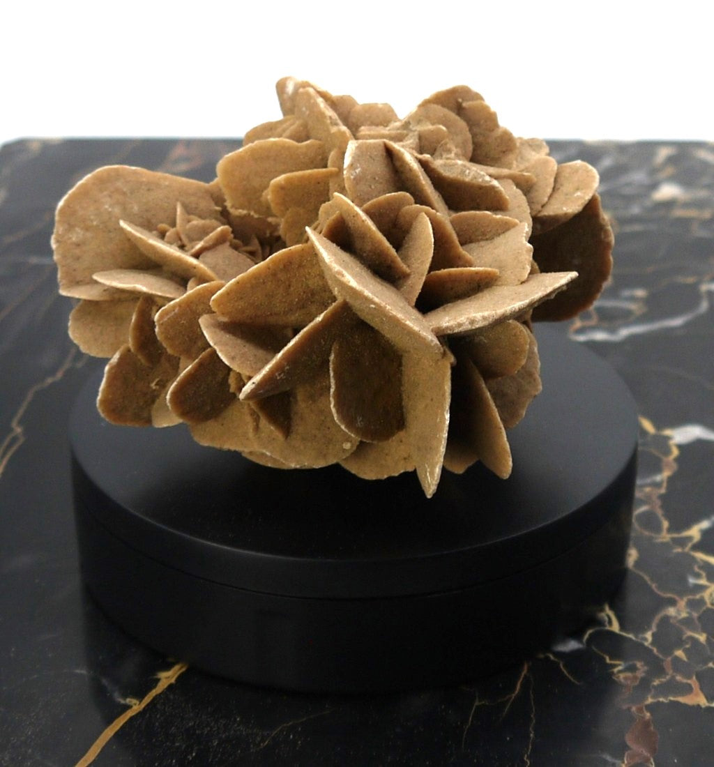 Algerian Desert Rose - Period: 1970