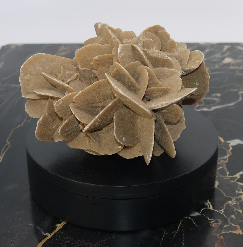 Algerian Desert Rose - Period: 1970